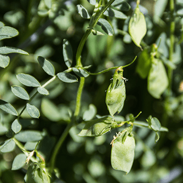 Lentil Extract