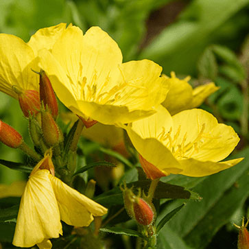 Hyaluronic Acid
