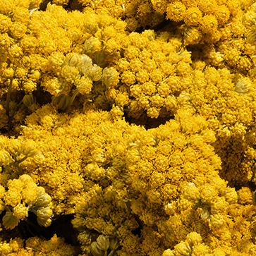 Immortelle Essential Oil
