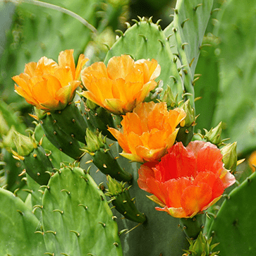 Prickly Pear