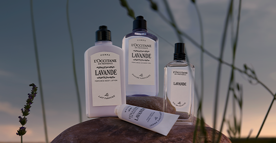 Lavande (Lavender)